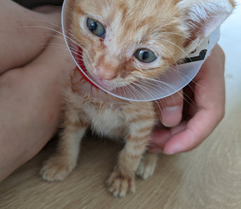 Taking care of a kitty
