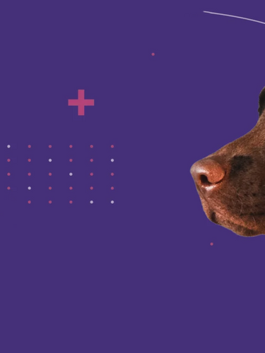 Black Dog Banner